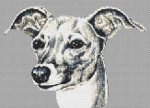 (image for) Italian Greyhound